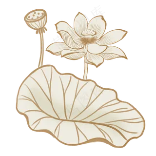 素描荷花荷叶插图