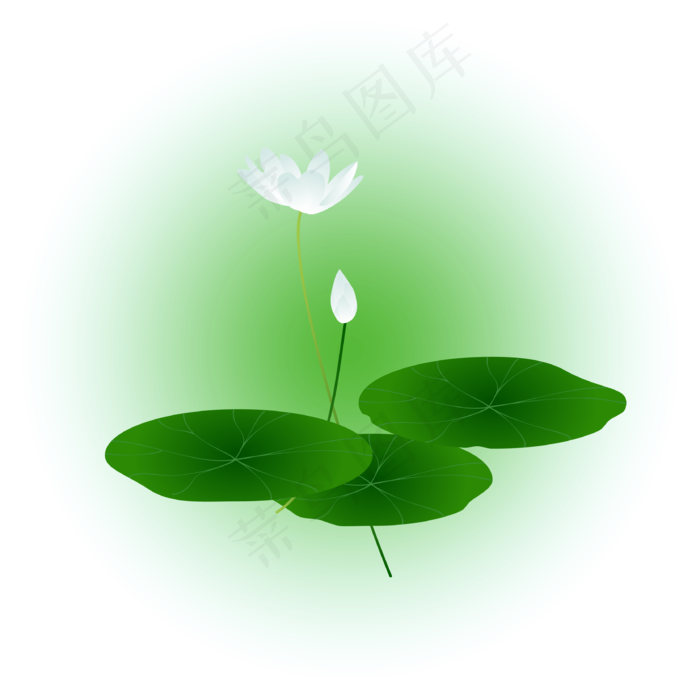 夏日荷花清新精美