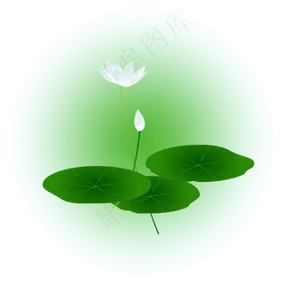 夏日荷花清新精美