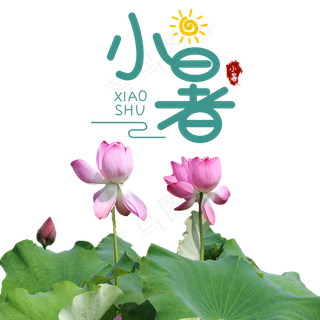 小暑绿色荷叶荷花