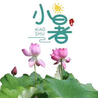 小暑绿色荷叶荷花