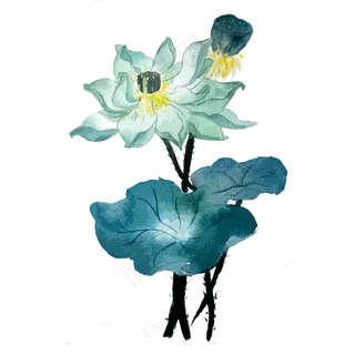 荷花莲花夏天荷叶夏天PNG