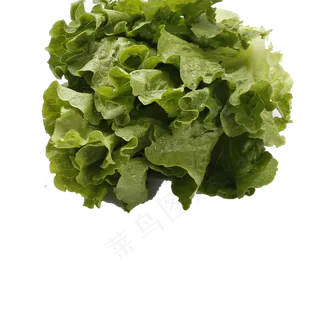 绿色的蔬菜免抠图 绿色的蔬菜免抠图