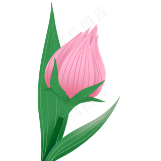 手绘粉色玫瑰花苞设计