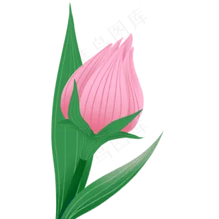 手绘粉色玫瑰花苞设计