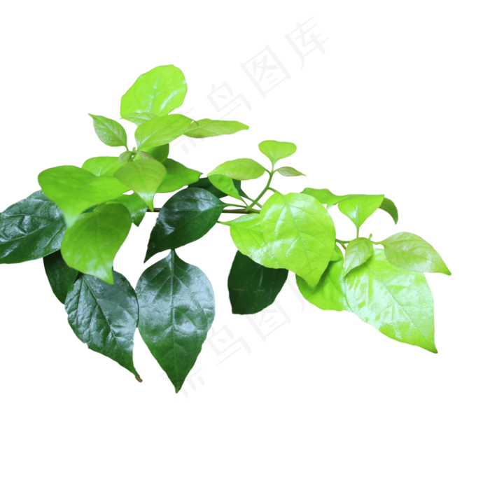 植物绿叶