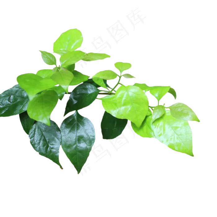 植物绿叶(5191X2728(DPI:300))