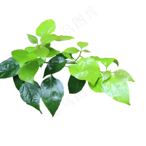 植物绿叶