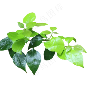 植物绿叶 植物绿叶