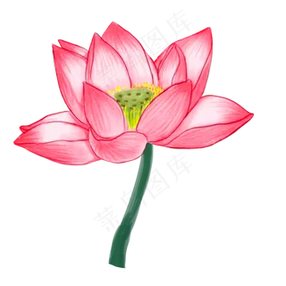卡通红色的莲花免抠图