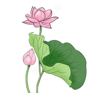 荷花荷叶手绘元素