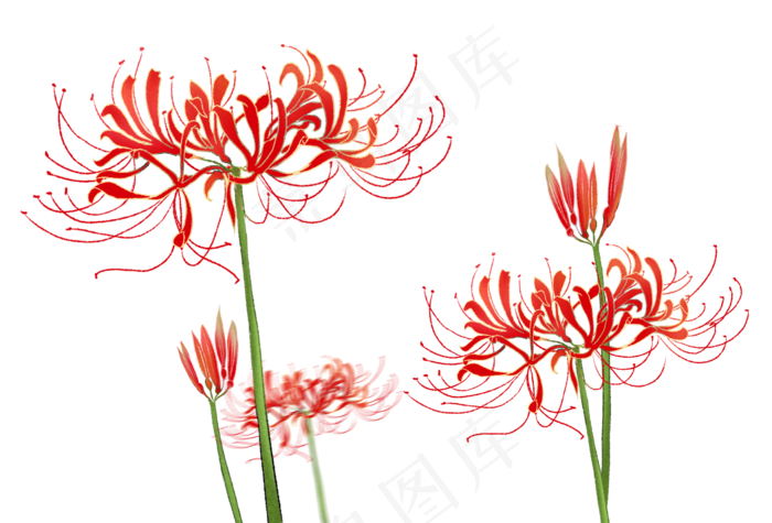 红色古风手绘彼岸花(2479X1682(DPI:300))psd模版下载