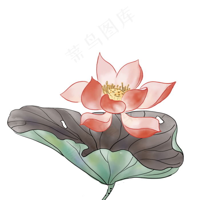 绿色生态荷叶免抠图