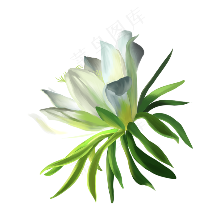 手绘写实火龙果花