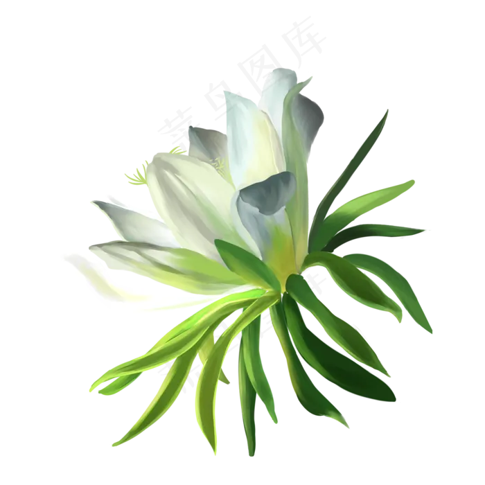 手绘写实火龙果花(1689X2480(DPI:300))psd模版下载