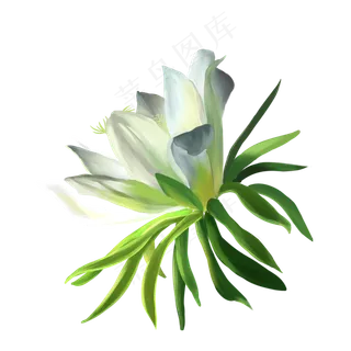 手绘写实火龙果花