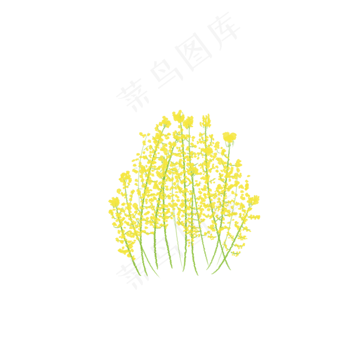 手绘盛开的一簇油菜花