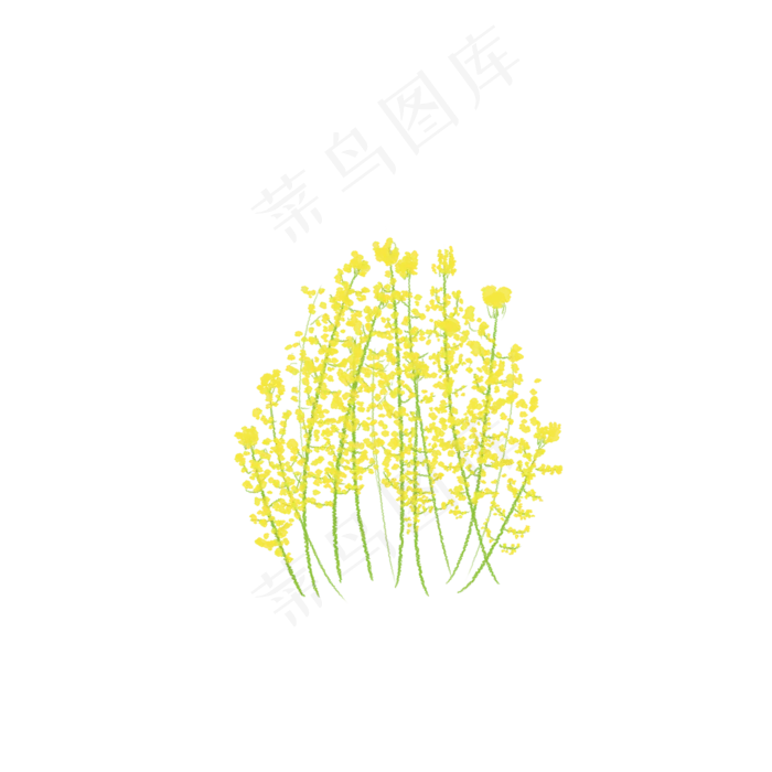 手绘盛开的一簇油菜花(2000X2000(DPI:300))psd模版下载