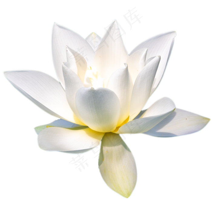 纯白色荷花(2000X2000(DPI:300))