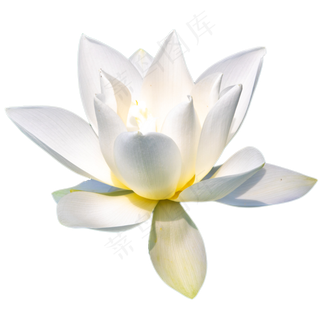 纯白色荷花