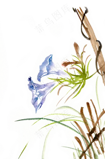 水彩画蓝色牵牛花