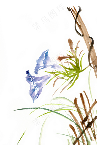 水彩画蓝色牵牛花