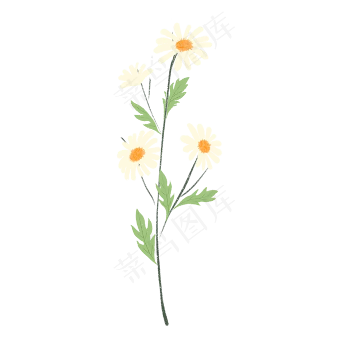 手绘植物清新淡雅雏菊,免抠元素(2000X2000(DPI:300))psd模版下载