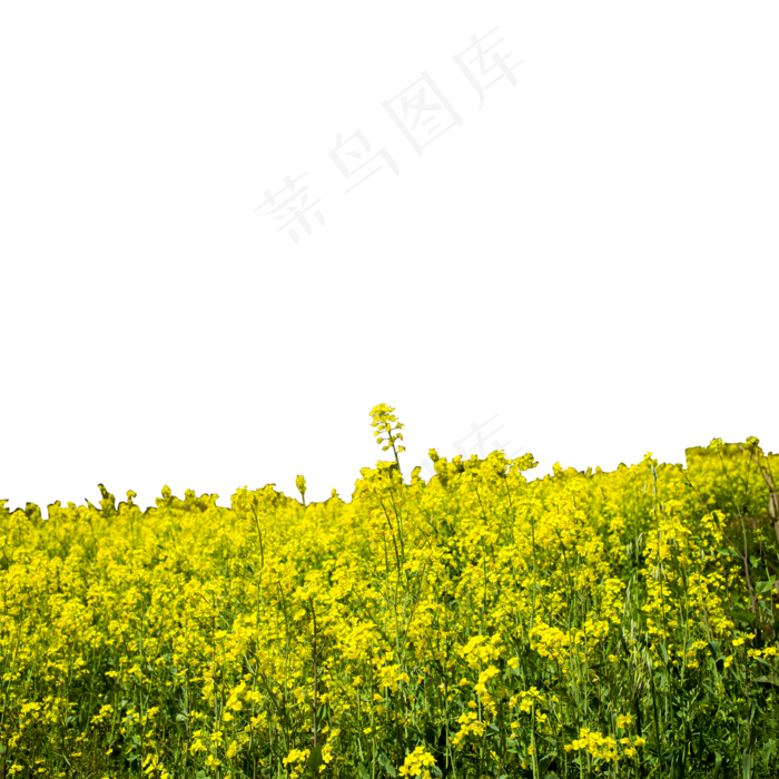 一大片的油菜花田(2000X2000(DPI:300))psd模版下载