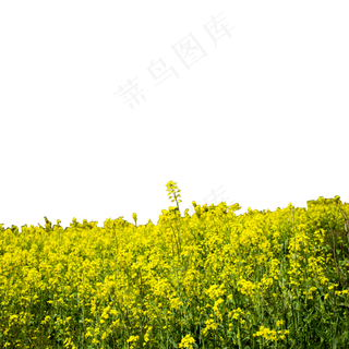 一大片的油菜花田