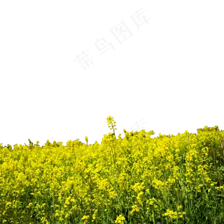 一大片的油菜花田