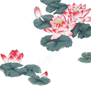 手绘荷花工笔画
