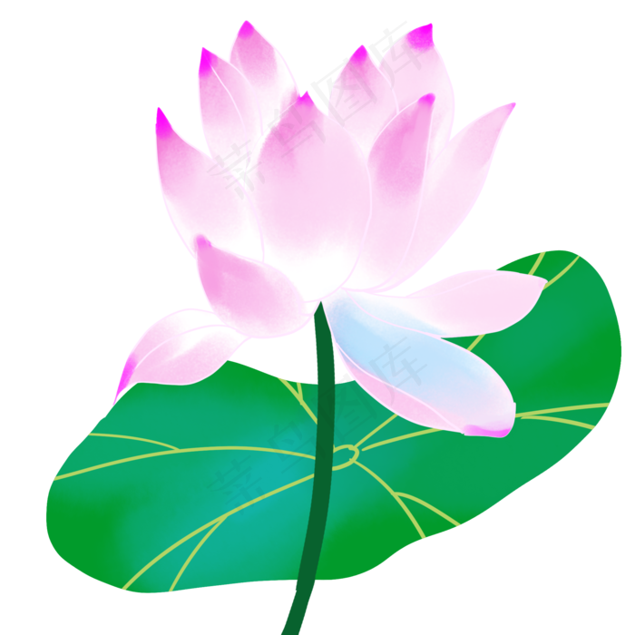 粉色荷花(2000X2000)