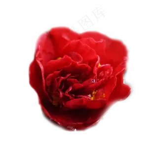 红玫瑰花实物拍摄