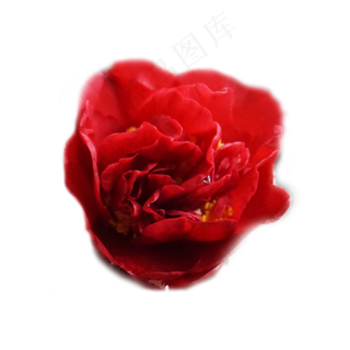 红玫瑰花实物拍摄