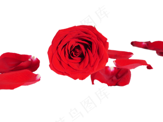 玫瑰花花瓣