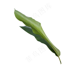 绿色大片芭蕉叶