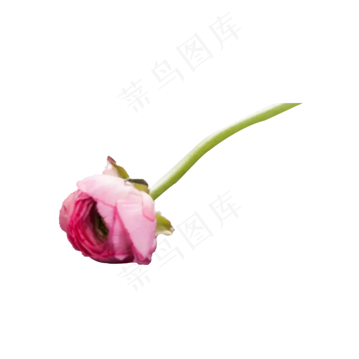 一枝粉红色的玫瑰花(2000X2000(DPI:300))psd模版下载