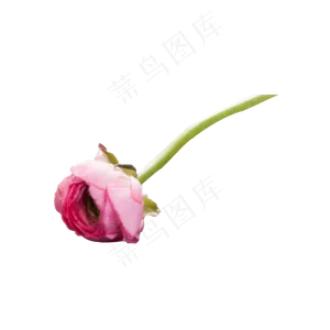 一枝粉红色的玫瑰花