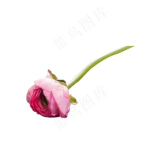 一枝粉红色的玫瑰花