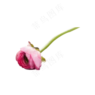 一枝粉红色的玫瑰花