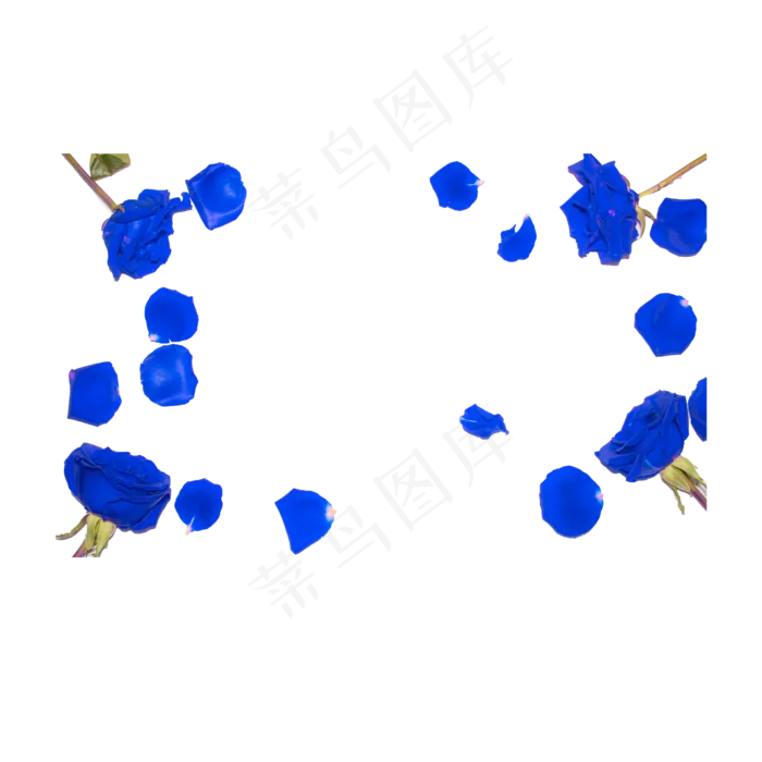 蓝色妖姬花瓣实物拍摄免抠(2000X2000(DPI:72))psd模版下载