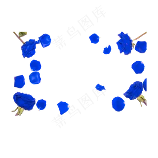 蓝色妖姬花瓣实物拍摄免抠