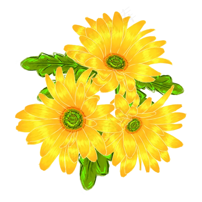 手绘三朵黄色菊花免抠设计元素