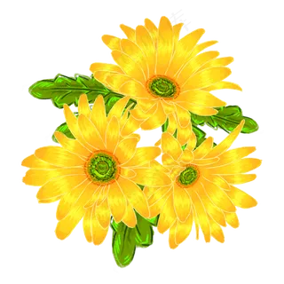 手绘三朵黄色菊花免抠设计元素 手绘三朵黄色菊花免抠设计元素