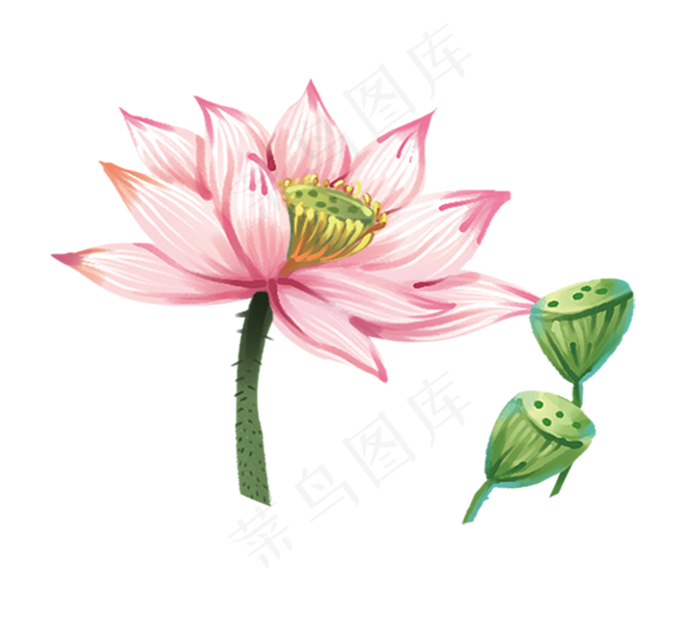 荷花和莲蓬