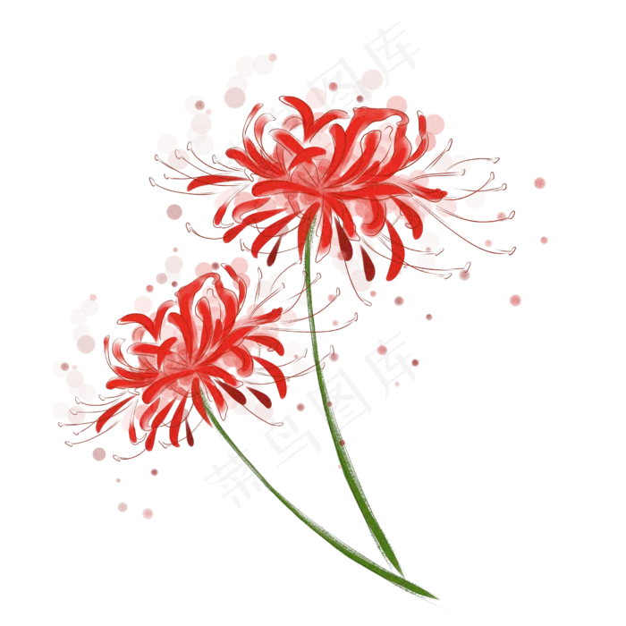 古风水彩彼岸花(2480X2480(DPI:300))psd模版下载