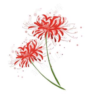 古风水彩彼岸花