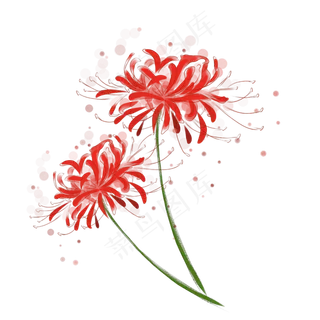 古风水彩彼岸花