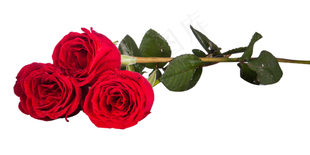 红玫瑰花绿叶子实物