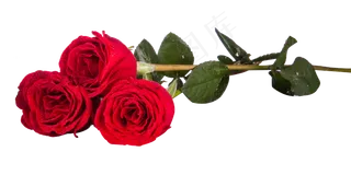 红玫瑰花绿叶子实物